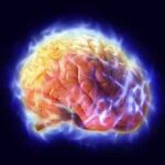 brain