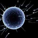 sperm_race