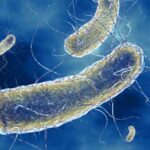 E-Coli