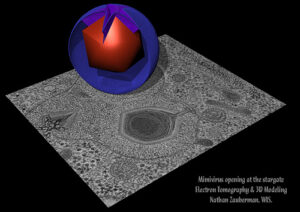 Immagine in 3D di un modello di mimivirus