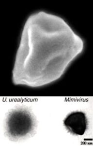 Le grandezze di un mimivirus