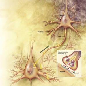 Cellule neuronali