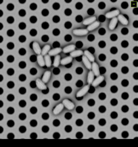 bacilli osservati usando rilevatori nanoscale arrays