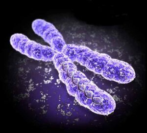 Il gene della pubertà e della menopausa (LIN28B) è nel cromosoma 6