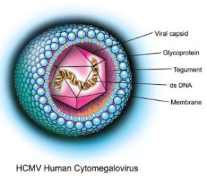 Citomegalovirus, diagramma.