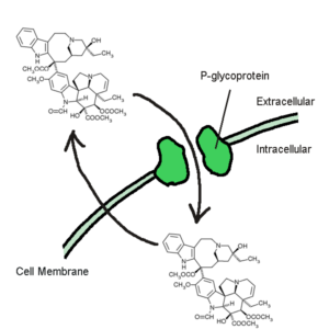 Funzione della P-glicoproteina