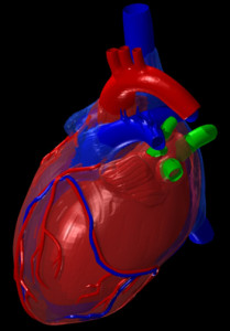 Una suggestiva ricostruzione digitalizzata del cuore