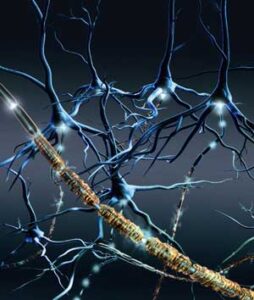 neuroni, assoni e mielina