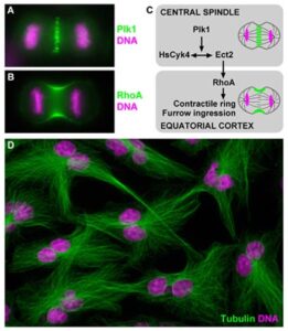 (A) Localization of Plk1 to the central spindle and (B) accumulation of RhoA at the cleavage furrow during anaphase in human cells. (C) Model depicting Plk1 function in triggering the initiation of cytokinesis. (D) Tetraploid and bi-nucleated interphase cells as a result of acute Plk1 inhibition and cytokinesis failure during the preceding cell division. 