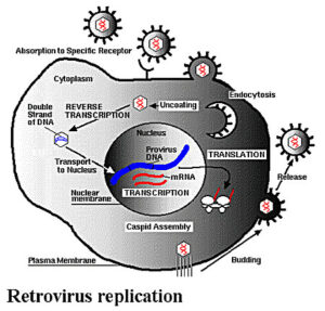 HERV(human endogenous retrovirus)
