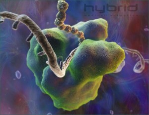 Un ribosoma che traduce l'mRNA
