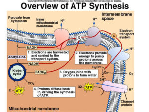 Diagramma della sintesi ATP all'interno del mitocondrio