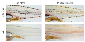 Il Danio rerio (zebrafish), usato nei laboratori di biogenetica