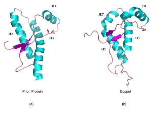 Proteina prionica (sinistra), proteina doppel (destra).