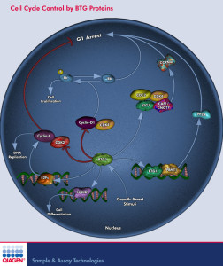 La proteina BTG e il controllo del ciclo cellulare