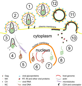 Un diagramma che illustra il ciclo attivo del virus