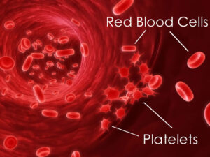 Eritrociti, piastrine (red blood cells, platelets)