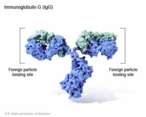 immunoglobuline G o IgG