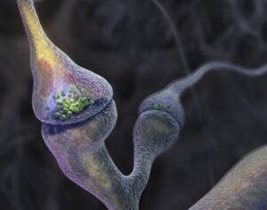 immagine sinapsi