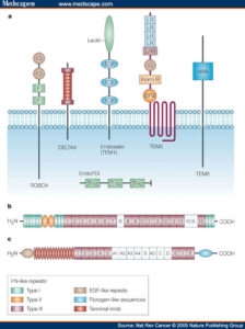 La proteina tumorale TEM8 a destra