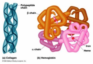 polipeptide collagene a sinistra, emoglobina a destra