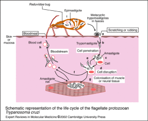 Il ciclo del Trypanosoma cruzi