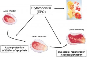 diagramma eritropoietina