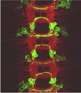 La fluorescenza verde evidenzia lo strato molecolare interneuronale (snc di un embrione di drosophila)