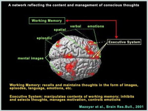 corteccia frontale inferiore, una regione ben nota per il suo coinvolgimento nell’elaborazione del linguaggio, foto e didascalie del 2001