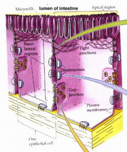 Giunzioni cellulari e permeabilità pareti intestinali