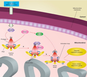La proteina parkin e diagramma di azione
