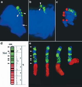Localizzazione dell'XIST RNA, durante la metafase, in una cellula murina