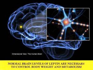 Didascalia: "Livelli ottimali di leptina nel cervello sono necessari per il controllo del peso corporeo e del metabolismo".