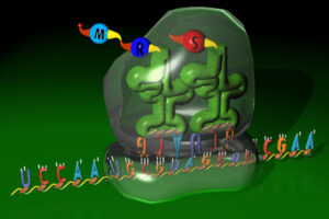Immagine didascalica di un filamento di mRNA e un ribosoma che lo 'legge'