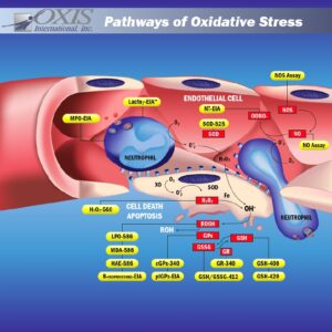 Pathway stress ossidativo