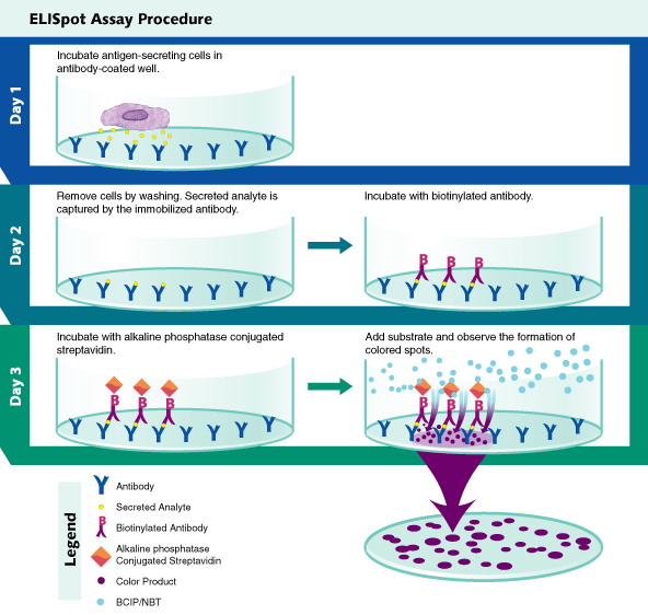 Ricercatori europei sviluppano test per individuare la tubercolosi
