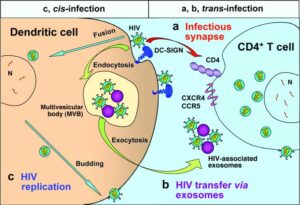 diagramma trasmissione infezione virus-cellula