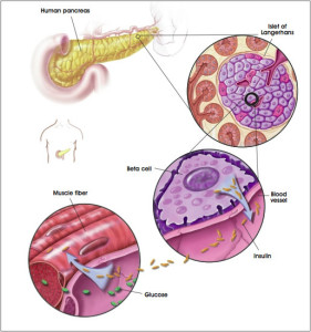 Pancreas e cellule pancreatiche