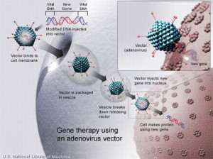 un adenovirus come vettore per la terapia genica