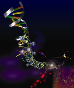 La doppia elica che forma il DNA