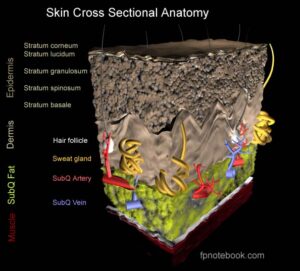 anatomia 3D strati epidermici