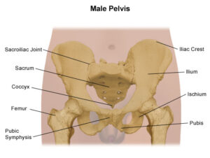 ossa bacino maschile