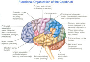 Diagramma aree cerebrali