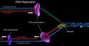 schema replicazione DNA
