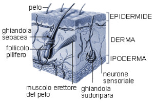 pelle-anatomia