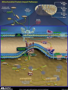 diagramma proteine mitocondriali
