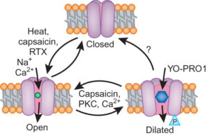 recettore capsaicina