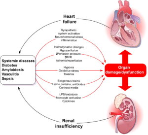 diagramma sindrome cardiorenale