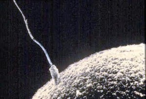spermatozoo penetra l'ovulo