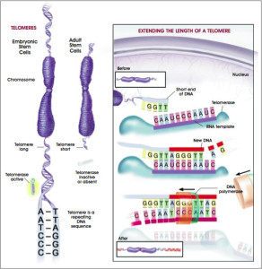 Telomeri e telomerasi